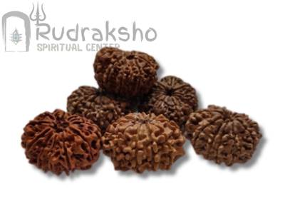 11 Mukhi Rudraksha from Nepal